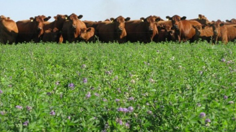 ¿Cuánto nos cuesta una alfalfa?
