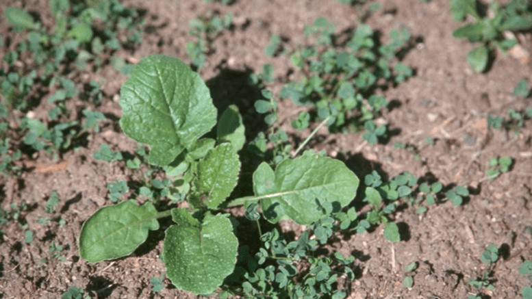 Pautas para una correcta siembra de pasturas en primavera