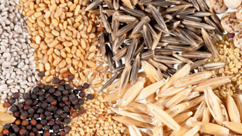 Producción de semillas forrajeras templadas en Balcarce