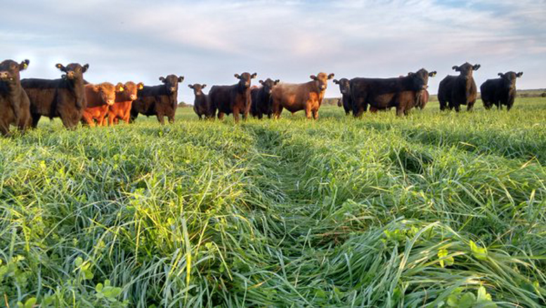 Un espacio de aprendizaje para el manejo de pasturas