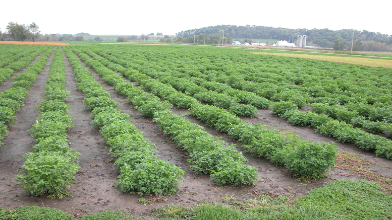Las alfalfas de baja lignina “revolucionan” el universo forrajero