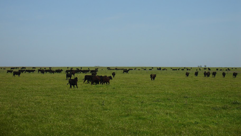 ¿Cuánto importa la frecuencia con la que monitoreamos el crecimiento y biomasa de las pasturas y verdeos?