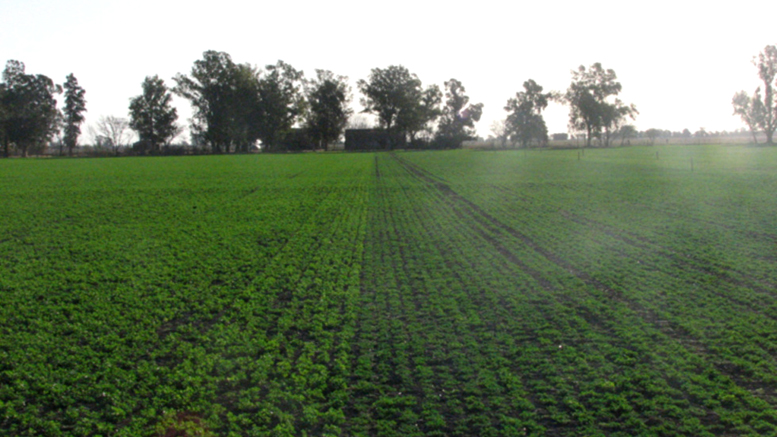 Claves para la implantación de pasturas base alfalfa