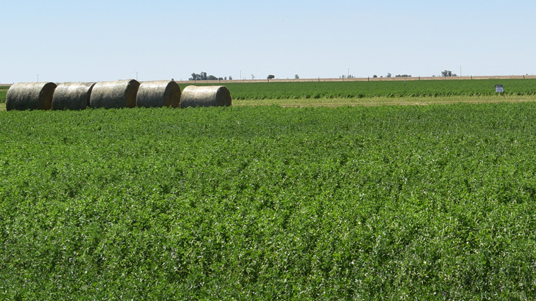 Estado de la alfalfa en Santa Fe