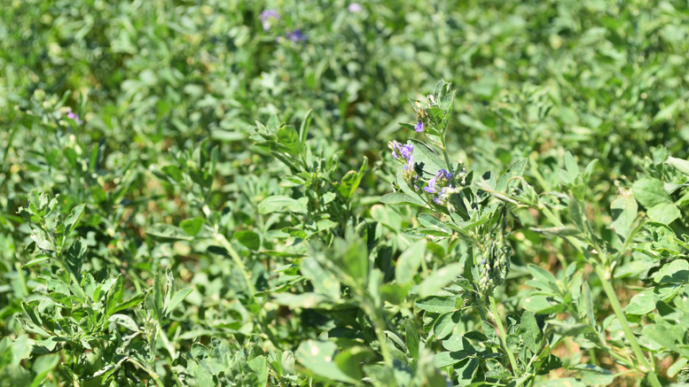 Santa Fe invierte en el desarrollo de una alfalfa tolerante a sequía