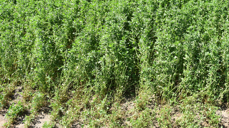 Reporte de situación de la alfalfa en la cuenca de Villa María