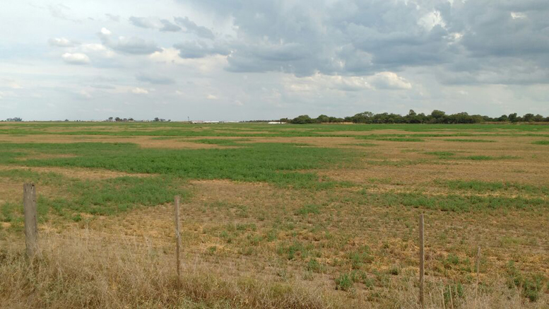 Peligra la confección de buenas reservas forrajeras en la región centro-este de Córdoba