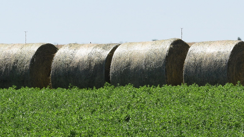 Cómo obtener un rollo más de alfalfa por hectárea