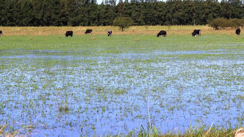 ¿Cómo logran sobrevivir las pasturas a las inundaciones y al pisoteo de los animales?