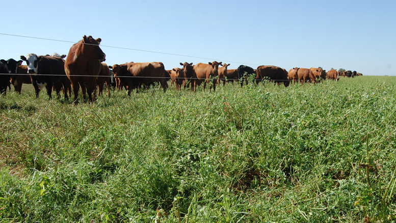 Pautas para optimizar el manejo del pastoreo de la alfalfa