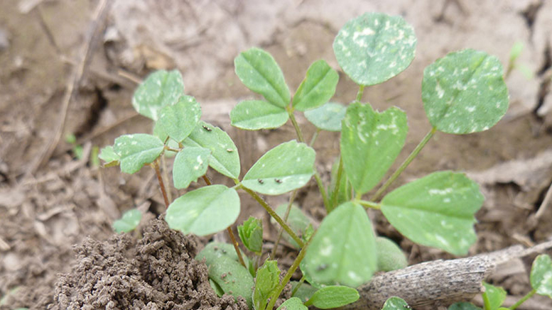 Evalúan la incidencia trips en alfalfas tratadas con fitoterápicos