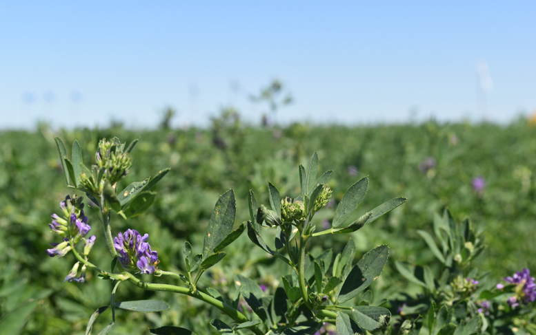 Confirman la llegada de la alfalfa HarvXtra a la Argentina para el 2019