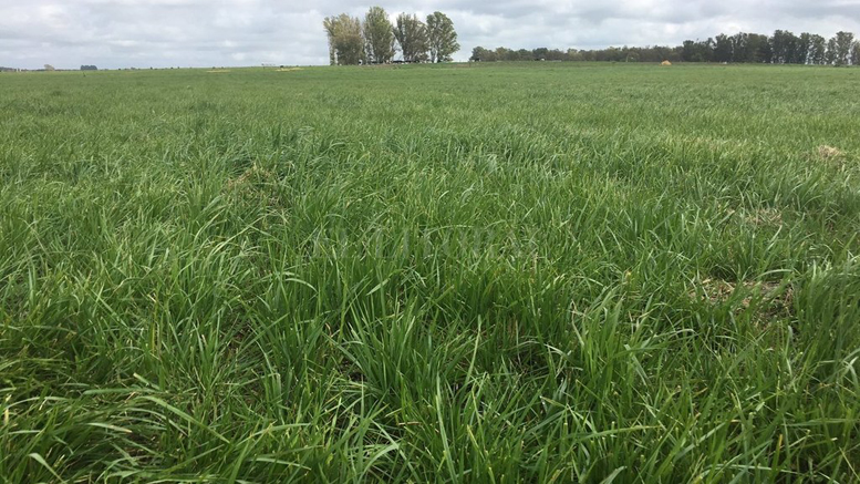 Tips para encarar implantaciones tardías de pasturas