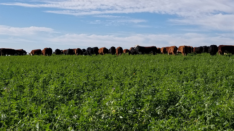 Las lluvias favorecieron la evolución de las alfalfas en la zona centro de Santa Fe