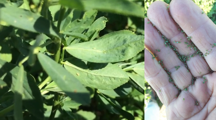Reportan importantes ataques de pulgones a la alfalfa en Santa Fe