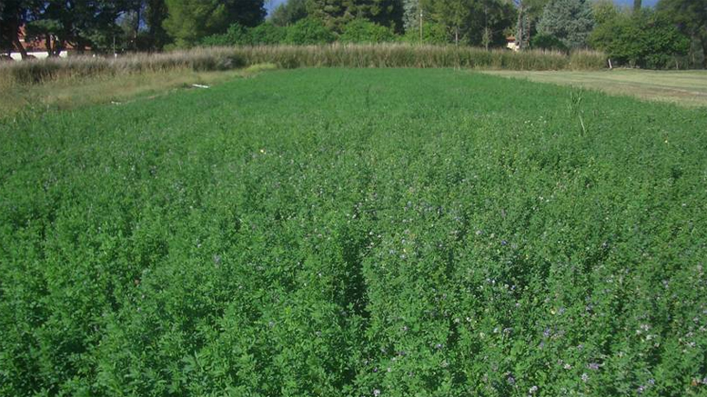Producción y rentabilidad de la alfalfa bajo riego en Catamarca