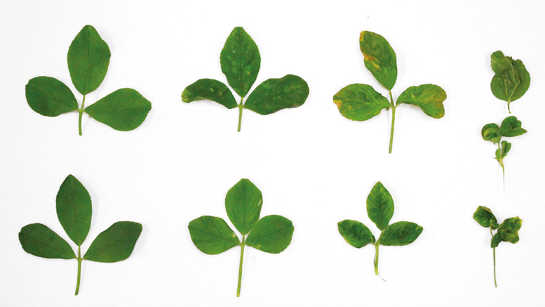 Evaluación de la virosis del achaparramiento de la alfalfa en dos ambientes contrastantes de Argentina