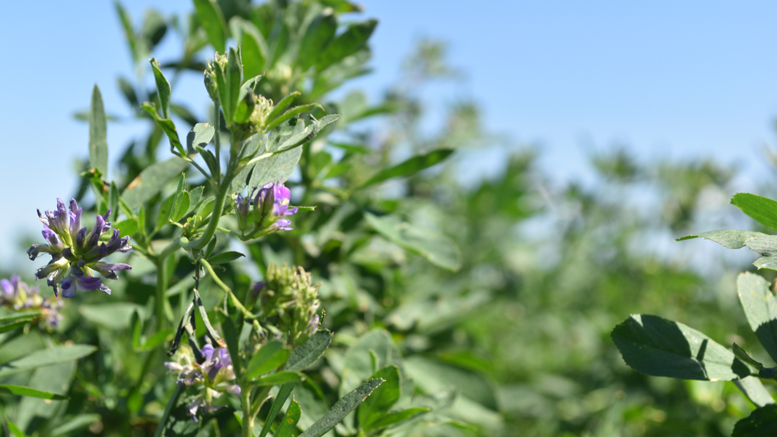 Presentarán dos nuevas variedades en el 2º Congreso Mundial de Alfalfa