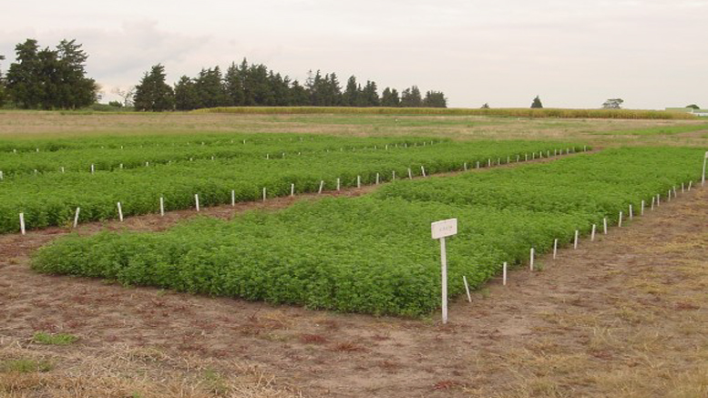 ¿Qué cultivares de alfalfa sembrar en suelos molisoles de Entre Ríos?