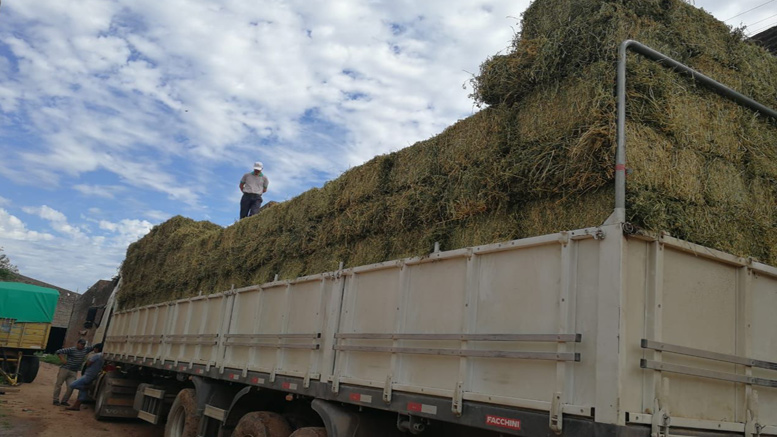 Grupo de productores de Chaco exportan a Bolivia más de 18.000 kilos de alfalfa