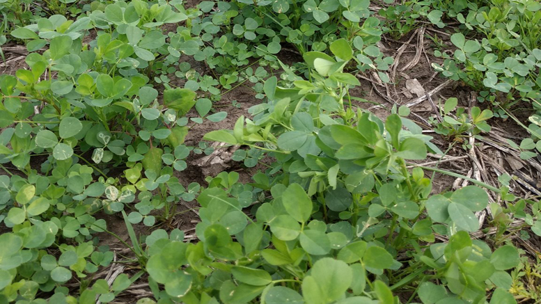 Estudian beneficios del selenio sobre alfalfas en condiciones de anegamiento
