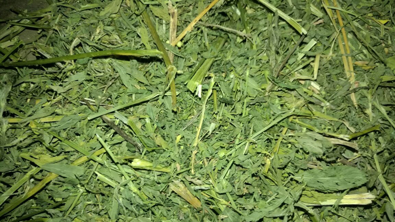 Elaboran un protocolo para evaluar la calidad del heno de alfalfa
