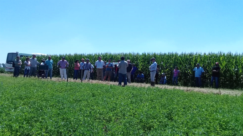 La alfalfa como aporte a la diversificación económica en campos agrícolas de Santa Fe