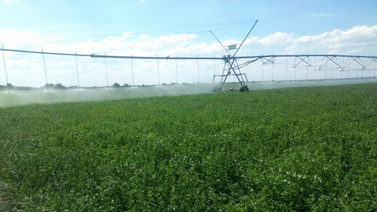 Indicadores económicos para producir alfalfa en secano y bajo riego