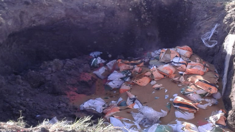 Destruyen más de 15.000 kilos de alfalfa transgénica