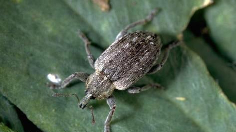 Cómo combatir a los gorgojos en la producción de heno de alfalfa