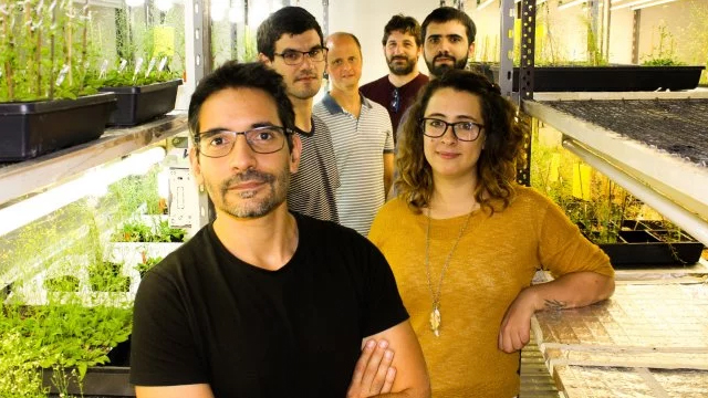 Desarrollo argentino para aumentar la producción de alfalfa