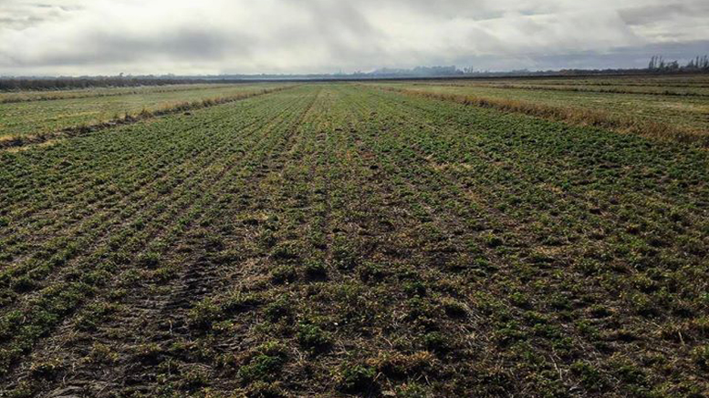 Nuevas zonas para el cultivo de alfalfa en Argentina
