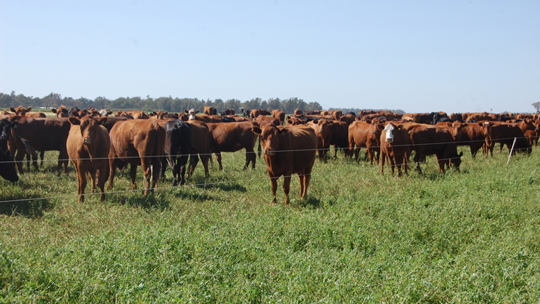 En Mendoza, el cultivo de forrajes crece impulsado por la ganadería