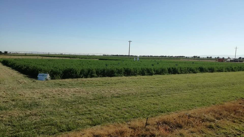 En EE.UU, productores de alfalfa destacan las propiedades de Harvxtra para heno