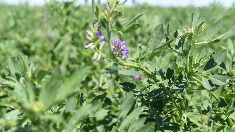 Aislamiento de proteínas asistidas por enzimas a partir de hojas de alfalfa