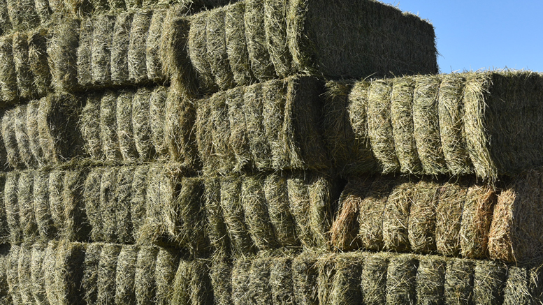 San Luis proyecta exportar alfalfa a principios del 2020
