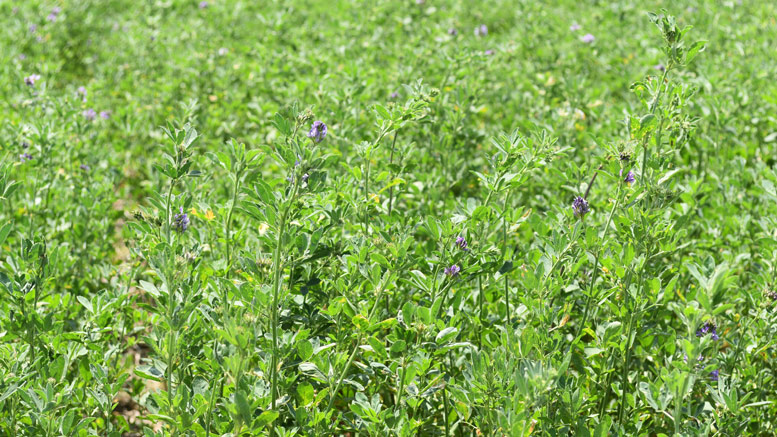 Buscan conformar un Cluster de la alfalfa