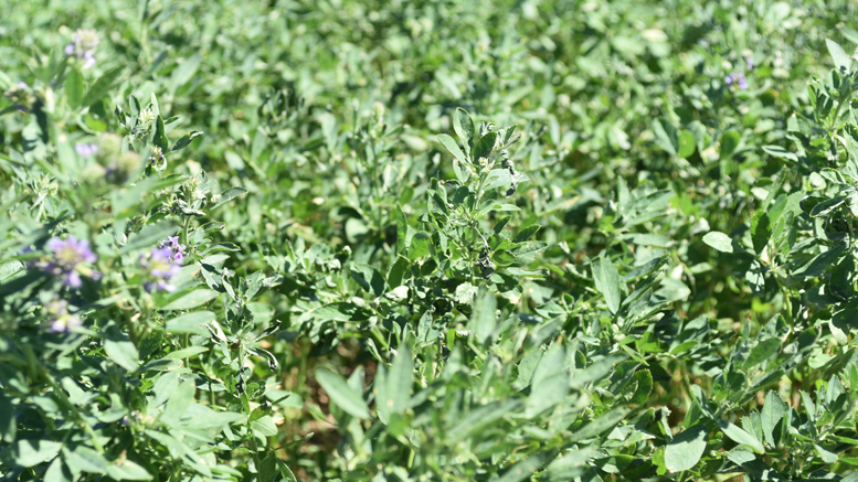 Resultados de la Red de Evaluación de Cultivares de Alfalfa del INTA