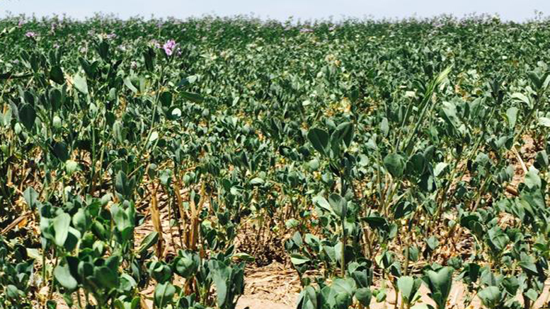 La alfalfa resiste la oleada de calor en el centro-sur de Córdoba