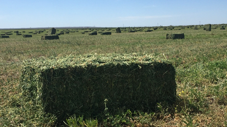 Campaña 2021: Evaluación económica de la producción de heno de alfalfa