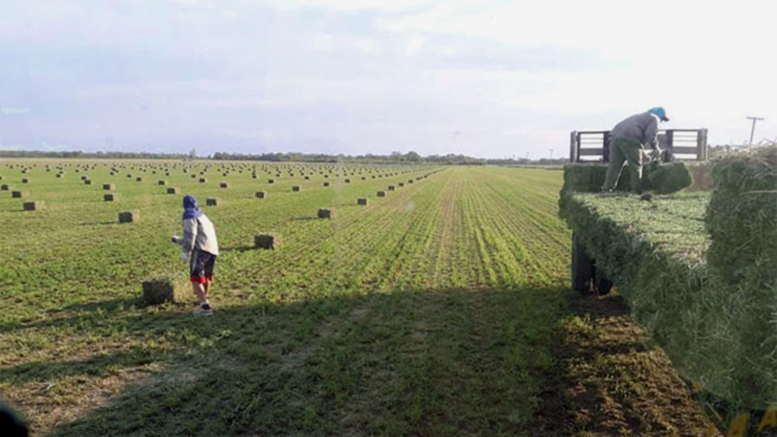 Productores chaqueños dicen que debe incentivarse la siembra de alfalfa