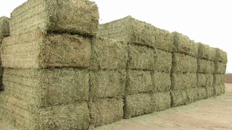 México: Las lluvias y sobreproducción de alfalfa provocaron la caída del precio de la paca