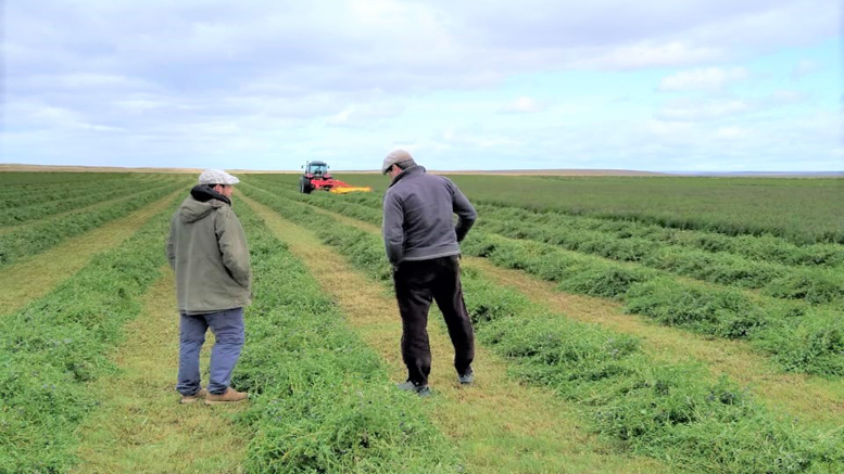 El INIA lidera investigación de alfalfa en la Patagonia chilena