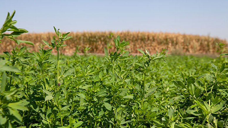 Últimas recomendaciones sobre fertilización en alfalfa