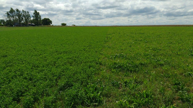 Evaluación de gramíneas y leguminosas en mezclas para el centro de Entre Ríos