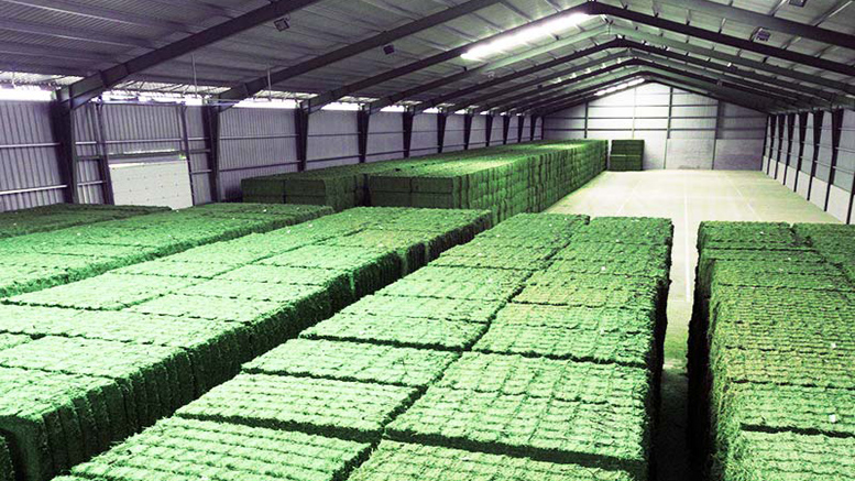 España, afianzada como primer fabricante y exportador mundial de alfalfa deshidratada