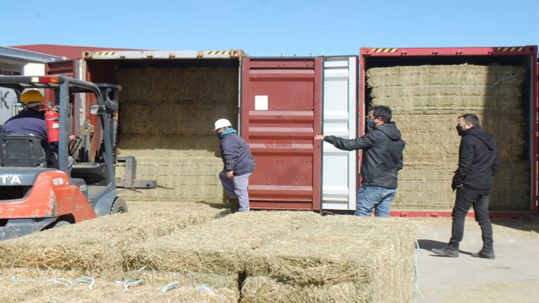 San Luis: salió el segundo cargamento de exportación de alfalfa a Emiratos Árabes