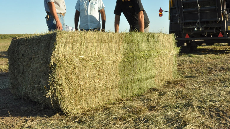 Forrajes, la clave para incrementar la productividad del rodeo