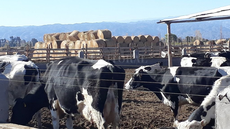 La alfalfa vertebra sistemas exitosos en lecherías extrapampeanas