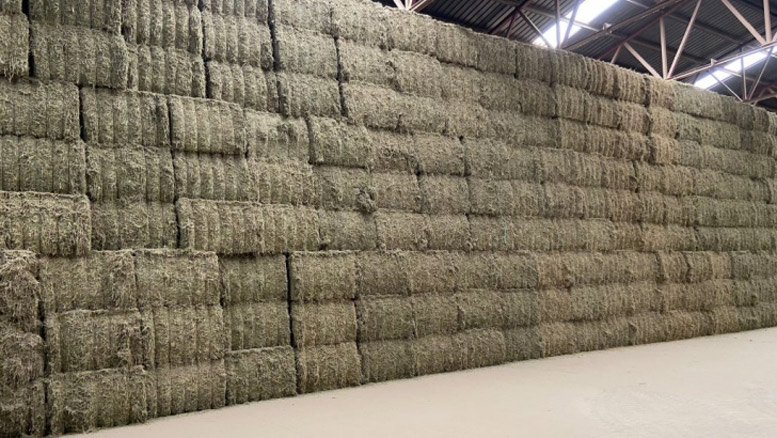 Las exportaciones españolas de alfalfa deshidratada caen un 8,7%